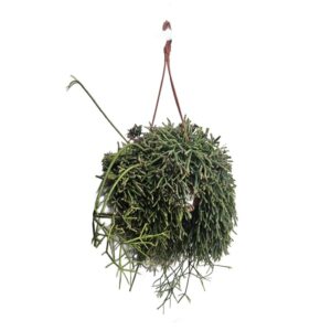 Rhipsalis Mesembryanthemoides in Basket 14cm