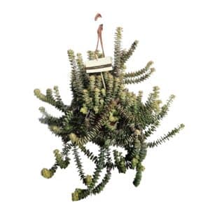 Crassula Perforata Scura in Basket 14cm