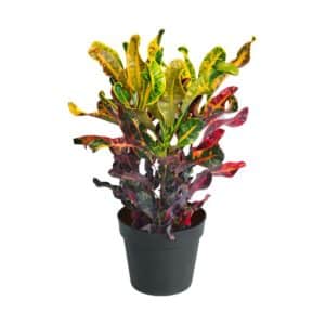 Croton Mammy in Pot 17cm