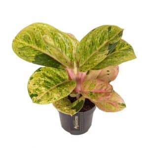 Aglaonema Apple Fantasy in Pot 12cm