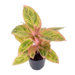 Aglaonema Salmon Fantasy in Pot 12cm