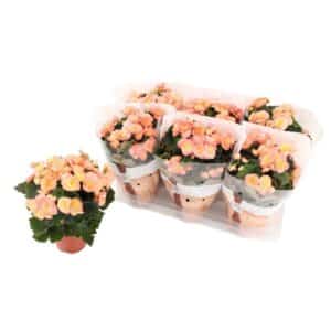 Begonia Elatior Dolce Amore