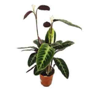 Calathea Warscewiczii in Pot 19cm