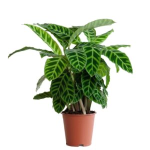 Calathea Zebrina in Pot 19cm
