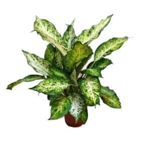 Dieffenbachia 'Amy' in Pot 12cm