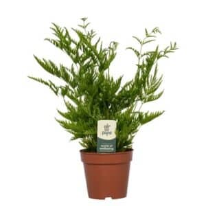 Pteris Straminea in Pot 12cm