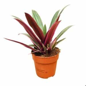 Tradescantia Spathacea Sitara in Pot 12cm