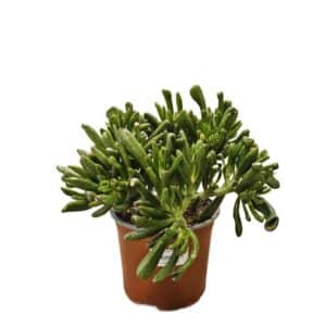 Crassula Hobbit in Pot 15cm