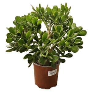 Crassula Ovata in Pot 15cm