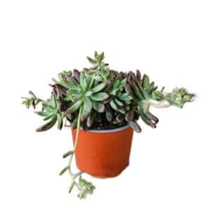 Graptosedum Darley Sunshine in Pot 15cm