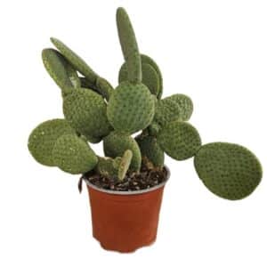 Opuntia Microdasys Caress in Pot 15cm