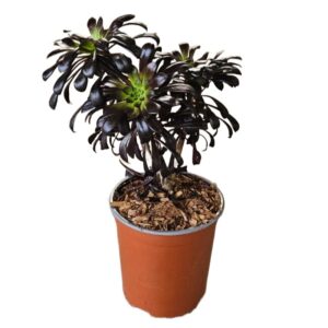 Aeonium Arboreum Zwartkop (Black Rose) in Pot 17cm