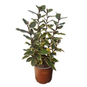 Elaeagnus Ebbingei Variegata in Pot 17cm