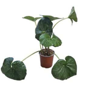 Farfugium Japonicus Giganteum in Pot 17cm