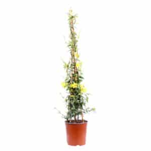 Gelsemium Sempervirens Pyramid in Pot 17cm H70cm