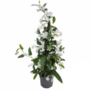 Hardenbergia Alba (White) Pyramid in Pot 17cm