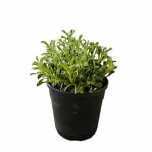 Medicago Arborea in Pot 17cm