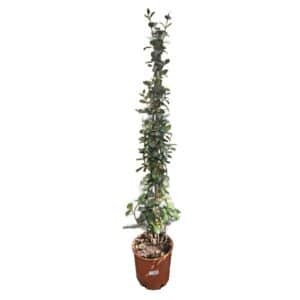 Rhyncospermum (Star Jasmine) in Pot 24cm