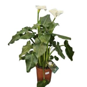 Zantedeschia Aethiopica (Arum Lily) in Pot 24cm