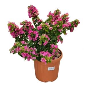 Bougainvillea Mini Thai in Pot 25cm