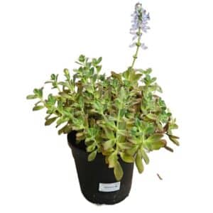 Plectranthus Coleoides in Pot 18cm