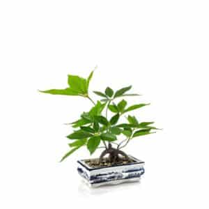 Artificial Pachira Bonsai H38cm in Ceramic Plate