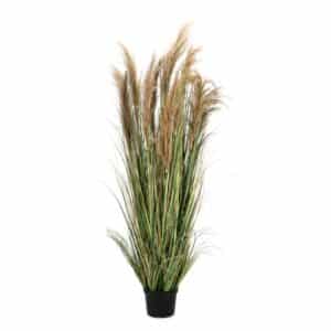 Austorderia Pampas Plant With Vase H180cm
