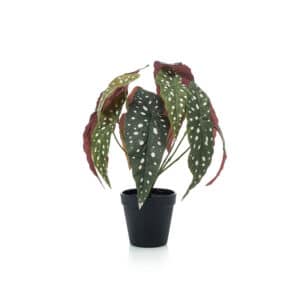 Artificial Begonia Maculata Bush H38cm in Black Pot