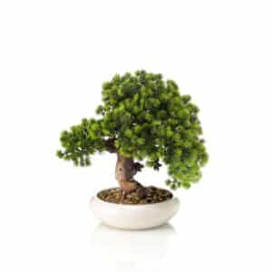 Artificial Cryptomeria Japonica Bonsai H37cm in Bowl