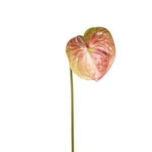 Artificial Anthurium Spray Green/Pink L65cm