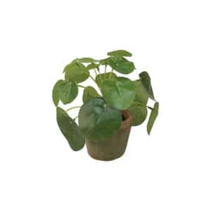 Artificial Pilea Mini Bush H15cm in Aged Terracotta Pot