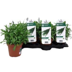 Tarragon (Pianta Dragoncello) in Pot 14cm