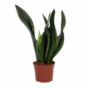 Sansevieria Trifasciata Whitney in Pot 14cm