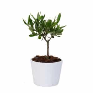 Bonsai Olivo in Ceramic White Pot 10cm