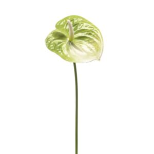 Artificial Anthurium Spray Green L65cm