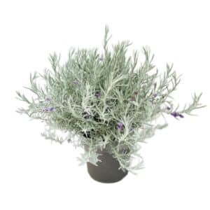 Eremophila Nivea in Pot 19cm