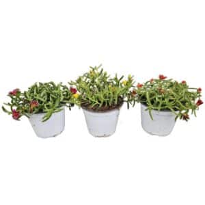 Delosperma Jewel in Pot 14cm