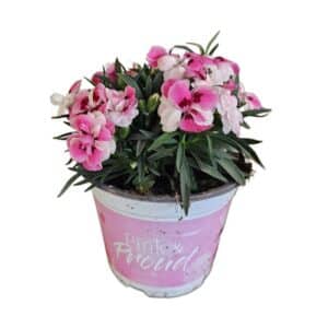 Carnation Pink & Proud in Pot 14cm