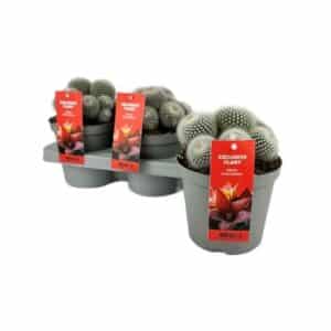 Parodia Scopa Albispina in Pot 13cm