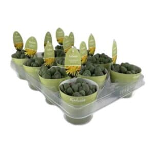 Pleiospilos Bolusi in Pot 8.5cm