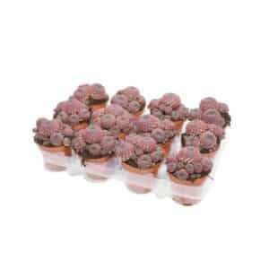 Sulcorebutia Rauschii Violacidermis in Pot 8.5cm