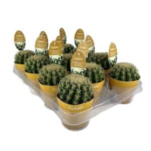 Echinocactus Grusonii Brevispina in Pot 8.5cm