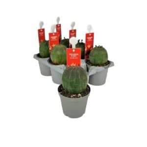 Euphorbia Obesa in Pot 8.5cm