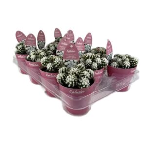 Mammillaria Gracilis Oruga Snow in Pot 8.5cm