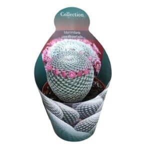 Mammillaria Pseudoperbella in Pot 8.5cm