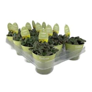 Faucaria Tigrina in Pot 8.5cm