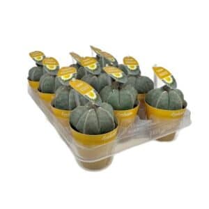 Astrophytum Myriostigma in Pot 8.5cm