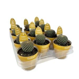 Sulcorebutia Arenacea in Pot 8.5cm