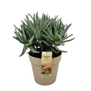 Aloe Dichotoma in Pot 26cm