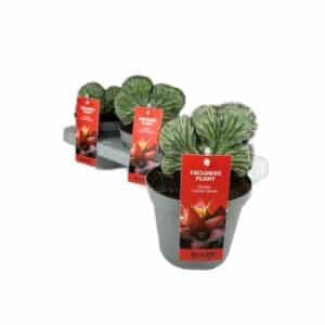 Polaskia Chichipe Crestata in Pot 13cm